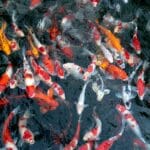 Koi Fish