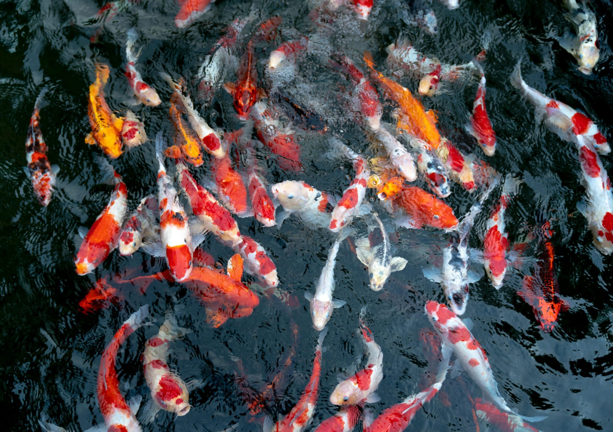 Koi Fish