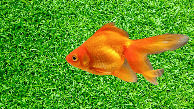 gold fish